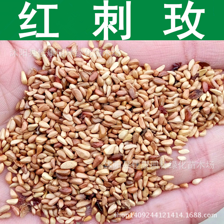 林木种子 红刺玫种子 刺玫花 红刺梅种子 净籽 1件=1斤-阿里巴巴