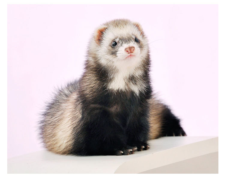 宠物雪貂批发 貂活体 厂家雪貂宝宝天妖貂同款雪貂小龙貂安格鲁