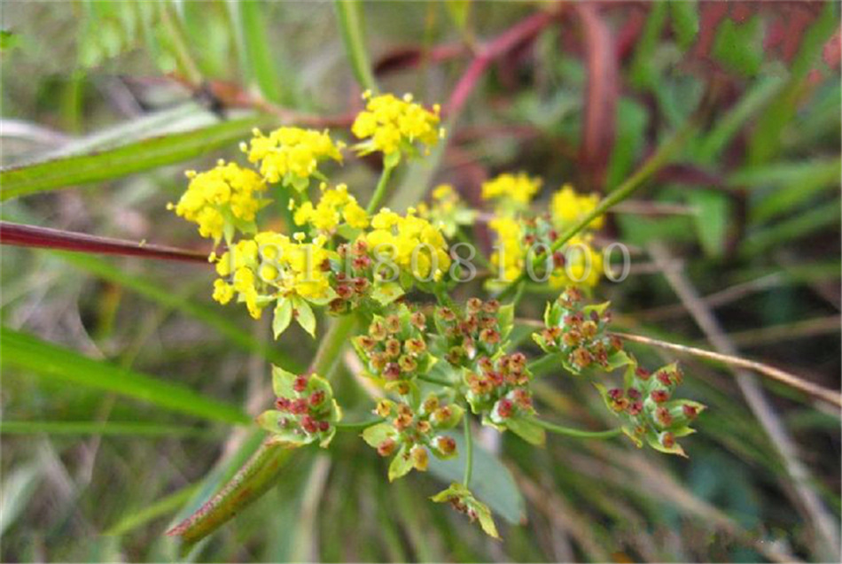 中药材种子柴胡种子 籽种秧 31号柴胡