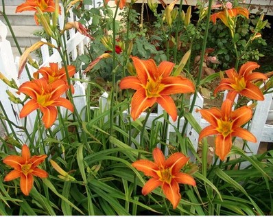 大花萱草 多年生球根花卉 盆栽花境