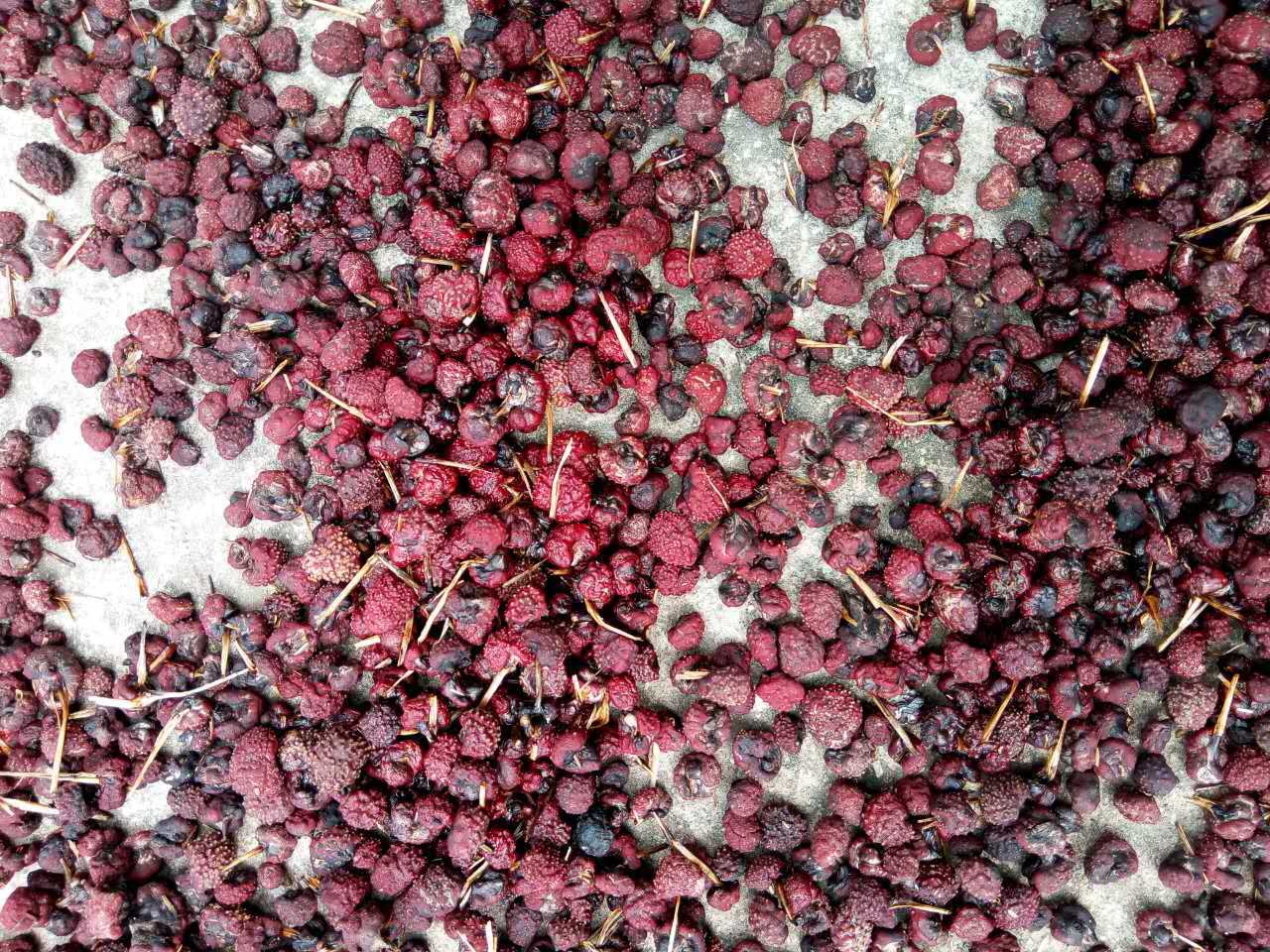 灵芝之家 云南野生竹红菌 野生灵芝 产地直销 一手货源批发