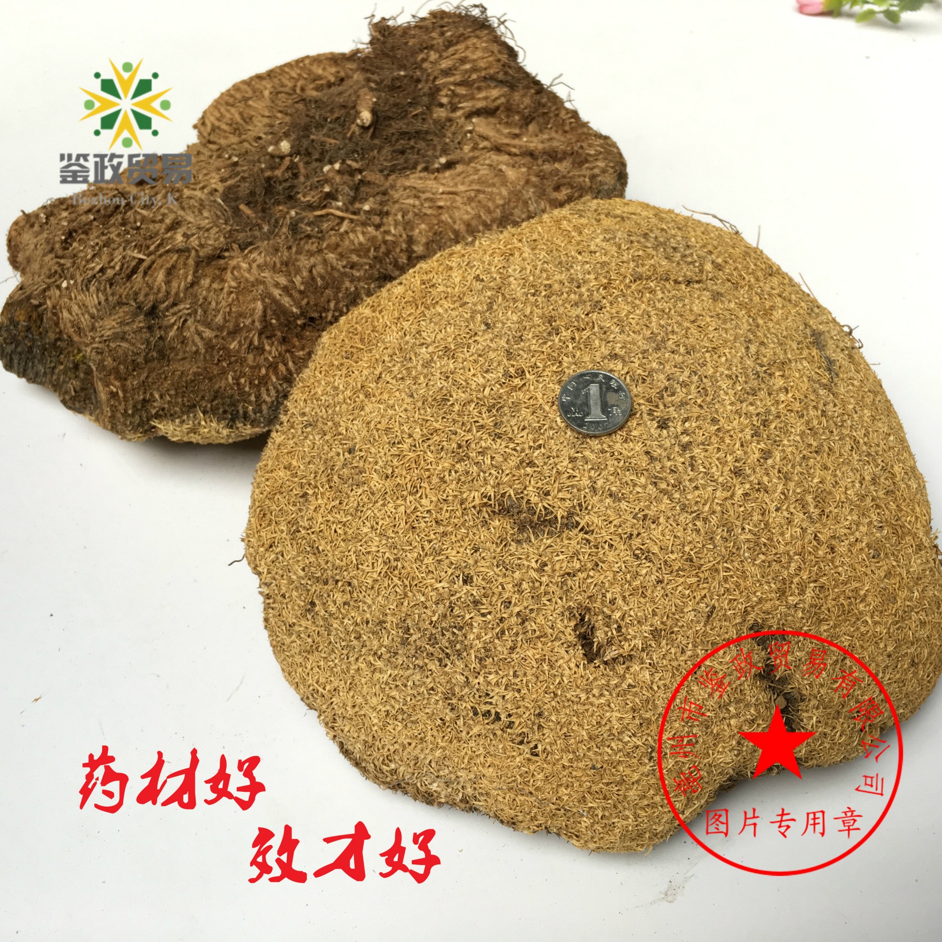 批发西藏 雪灵芝 保质保量 草灵芝 量大从优