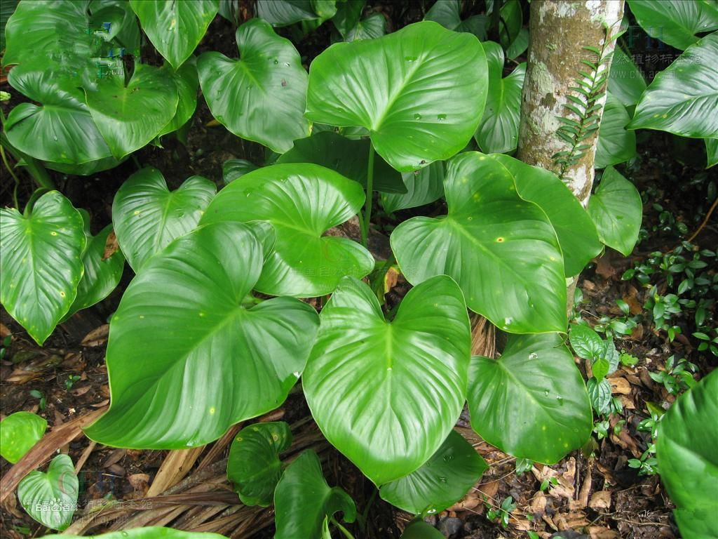 千年健粉千年见浸膏粉千年健浓缩粉