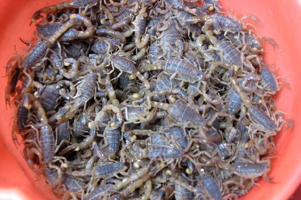 蝎子全虫清水全蝎蝎子批发