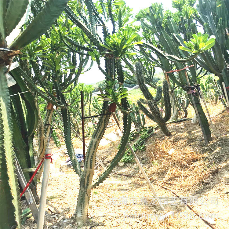 霸王鞭大戟科植物高3米 乔木状 常绿景观 大型多浆植物沙漠植物