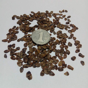 今年新货 杉树种子 杉木种子水杉冷杉品种优良颗粒饱满发芽率高