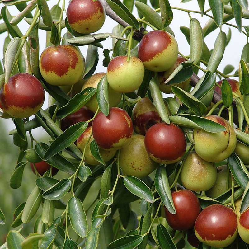 苗圃直销 大青枣.红冬.各种枣苗 枣树品种苗 适合南方北方种植.