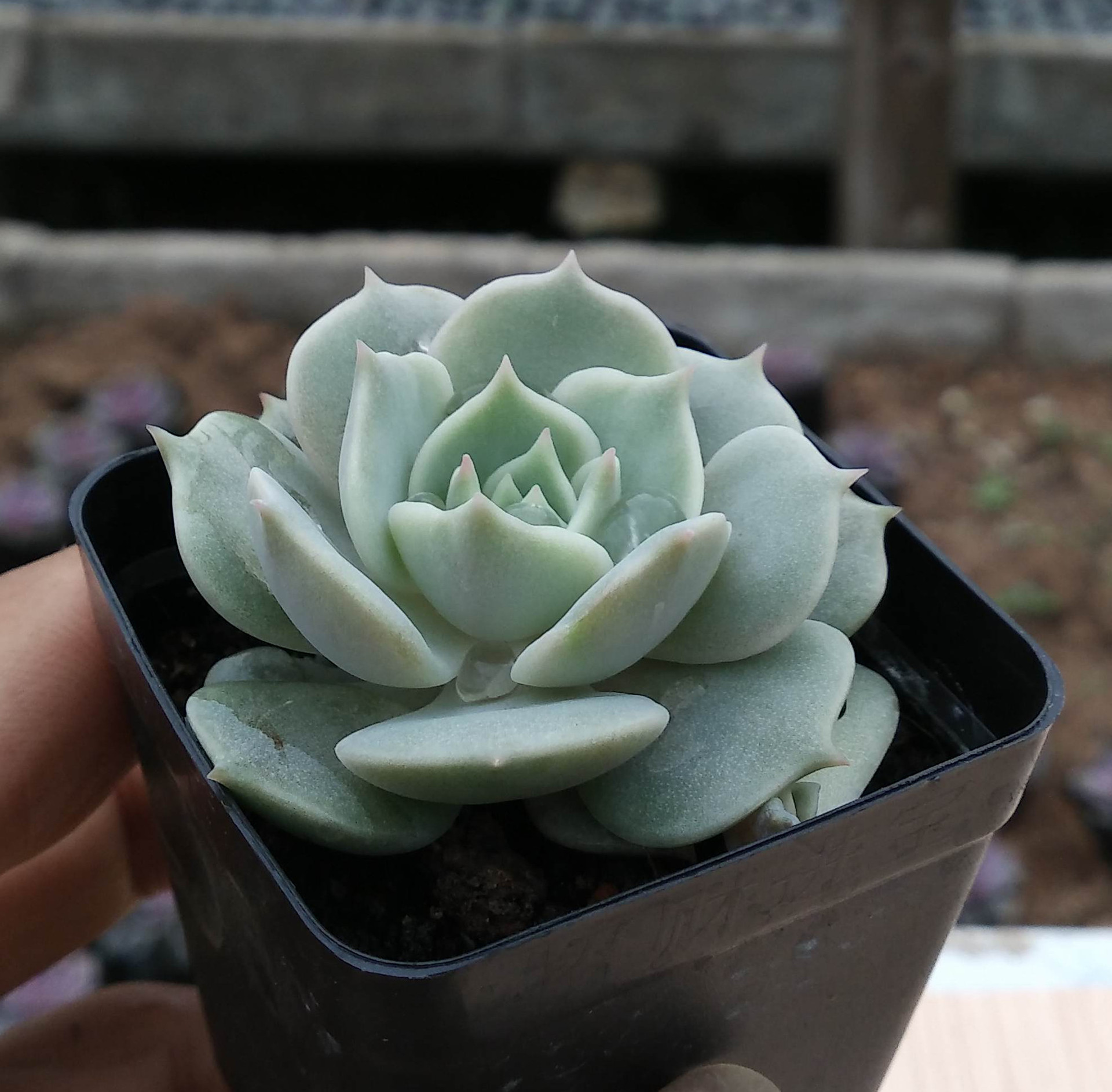 露娜莲 漳州多肉植物批发特价 迷你盆栽 多肉植物老桩 小盆.