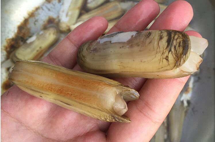 海鲜水产鲜活批发蛏子蛏子鲜活大海贝海产品双头蛏子海蚬刀蚬