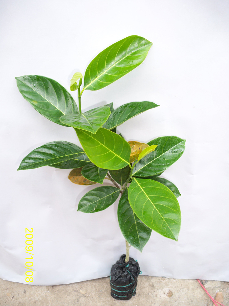 正品 正宗泰国金枕头 台湾榴莲蜜苗榴莲苗 嫁接榴莲蜜树苗果苗