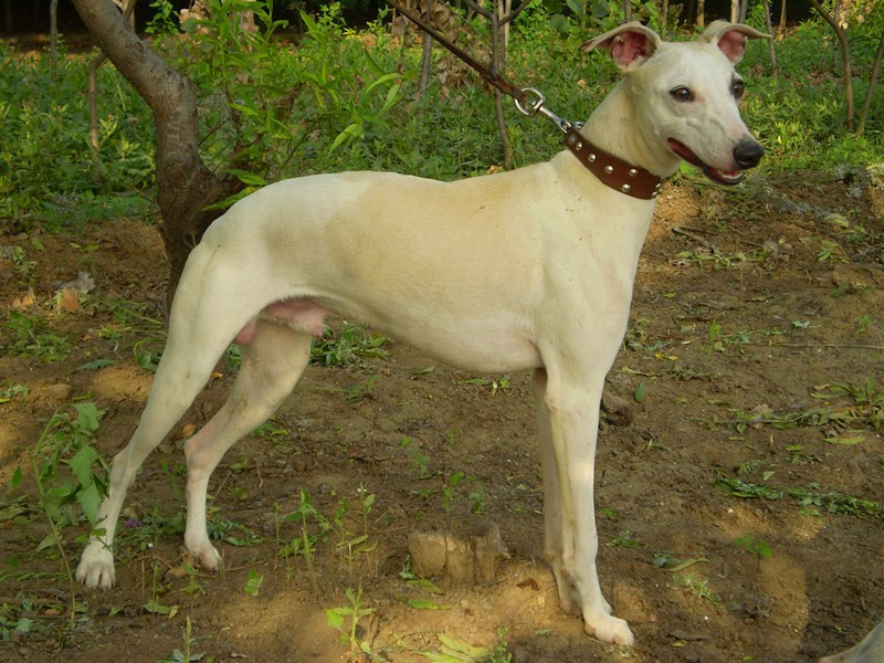 纯种惠比特犬幼犬出售 本场常年供应惠比特 格力犬幼犬价格低