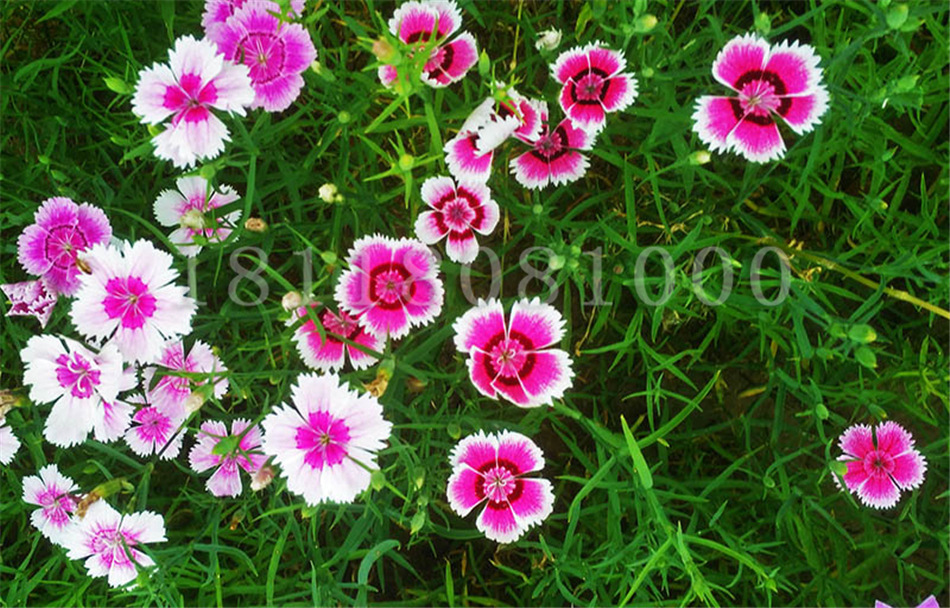 美国石竹 常夏石竹 花卉草花子 中国石菊 绣竹 批发