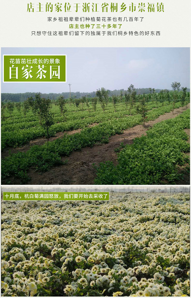 正宗桐乡杭白菊散装头采胎菊王批发特级花草茶胎菊无硫产地菊花茶