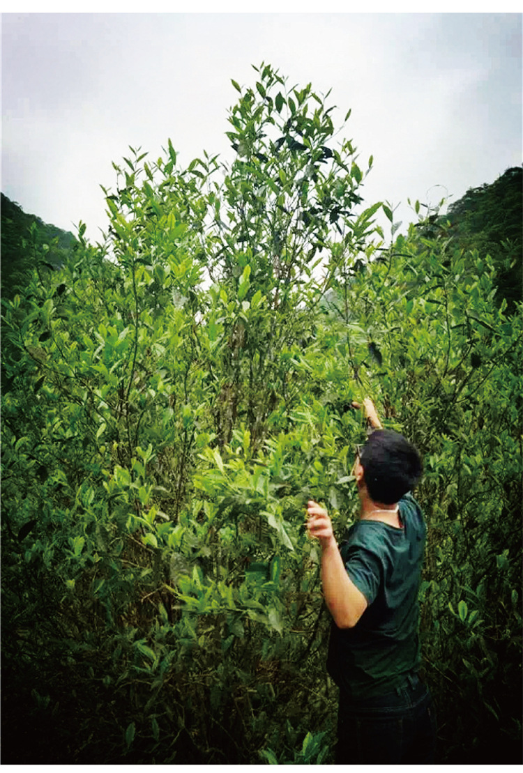 武夷山市麻粟苦喉茶叶店 供应信息 红茶 【花香野茶】 桐木村 麻粟