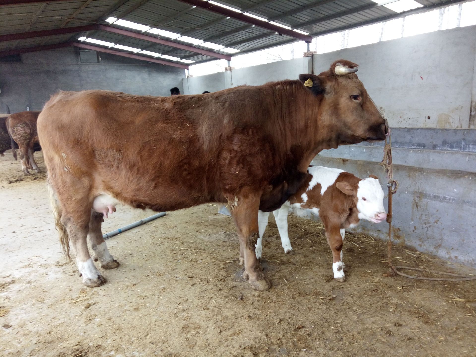 现在养牛一头牛大概能有多少钱的利润 西门塔尔牛适合南方养殖吗