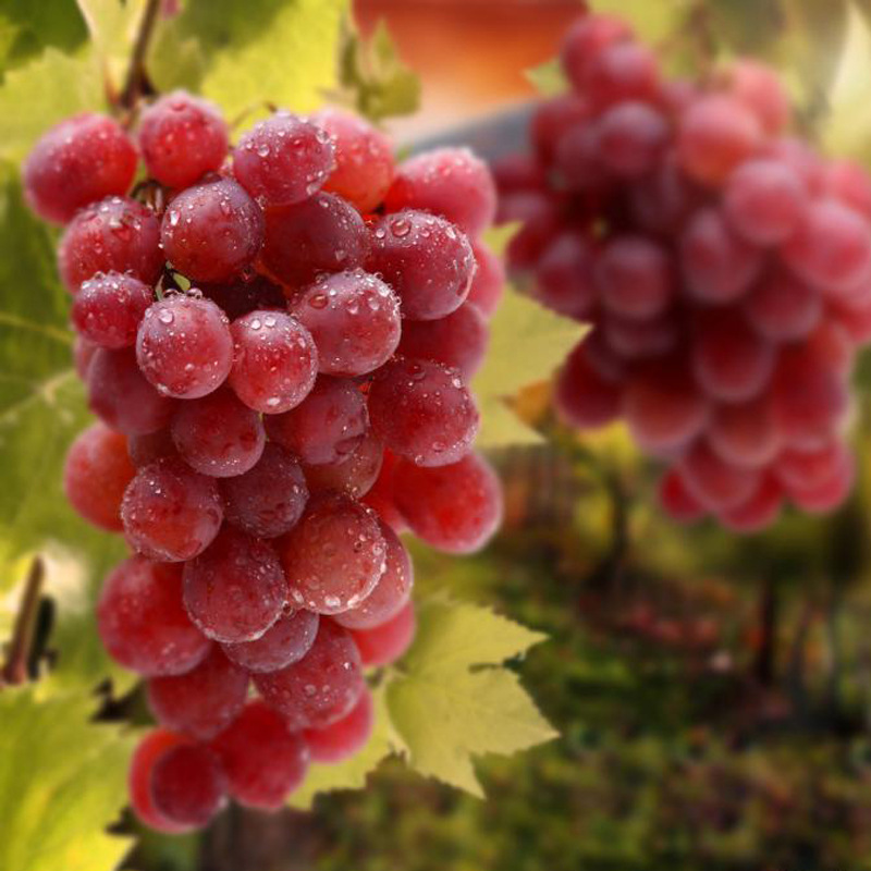 提子 优等品味甜爽口特级新鲜美国加州红提 专业供应质量保证