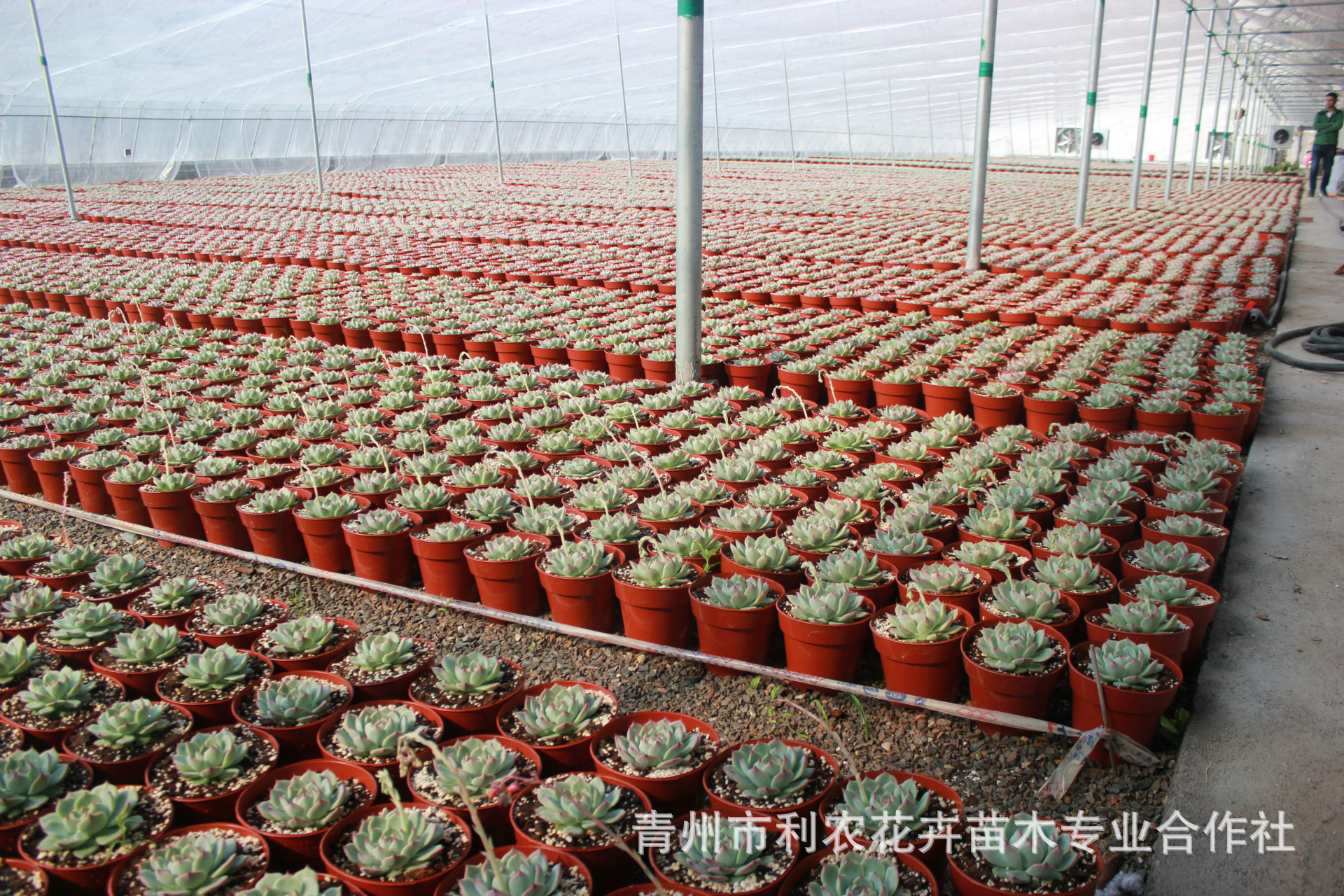 湖南全省油茶定点育苗基地_昆明花卉育苗基地_花卉育苗基地