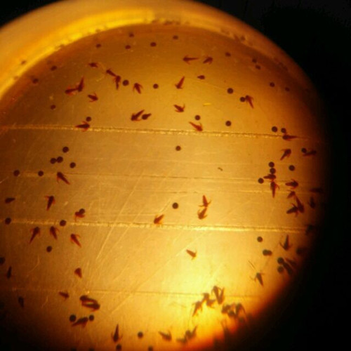 【实企认证】丰年虫卵,盐湖丰年虫卵,丰年虾卵,丰年虾