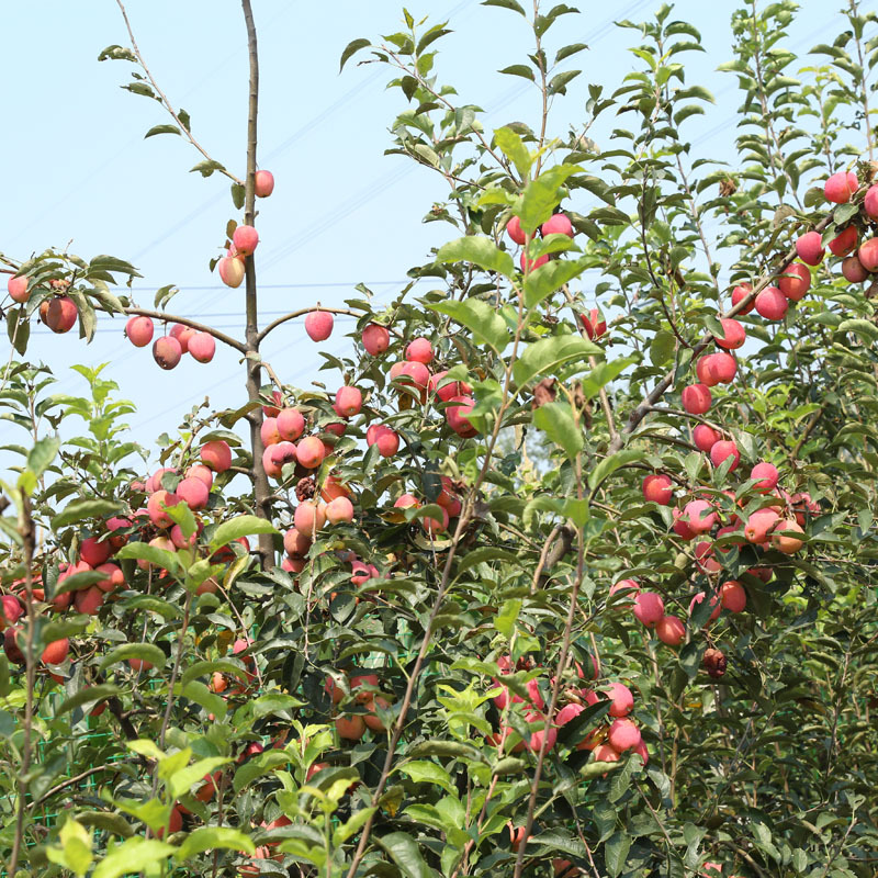 基地直销无公害锦绣海棠果 鸡心果果树苗价格优惠 量大从优