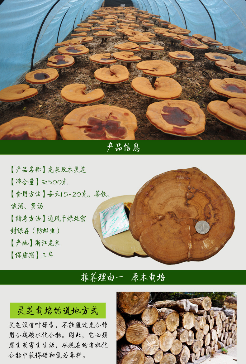 椴木灵芝子实体 500g