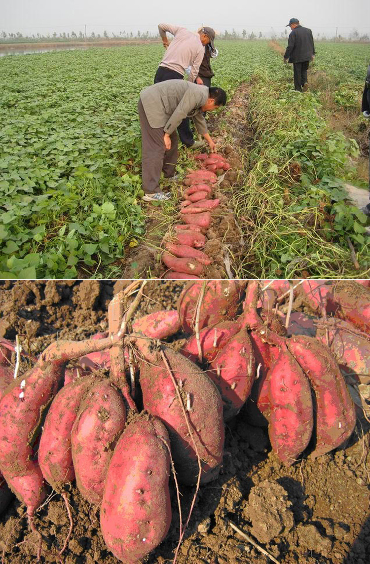 淀粉地瓜淀粉红薯高淀粉红薯徐薯18商薯19淀粉加工