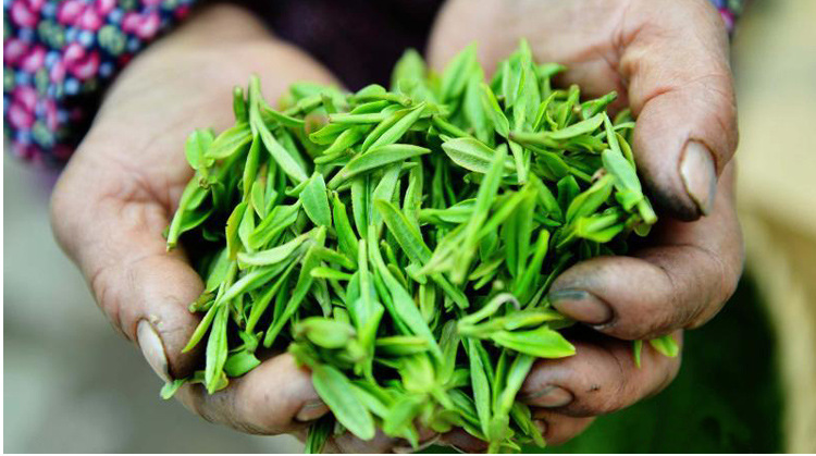 2016龙井新茶 明前特级嫩芽 正宗龙井茶叶 茶农直销绿茶