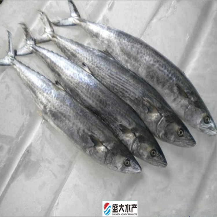 批发速冻野生马鲛鱼 每条1斤-2斤 **海鲜 工厂直销