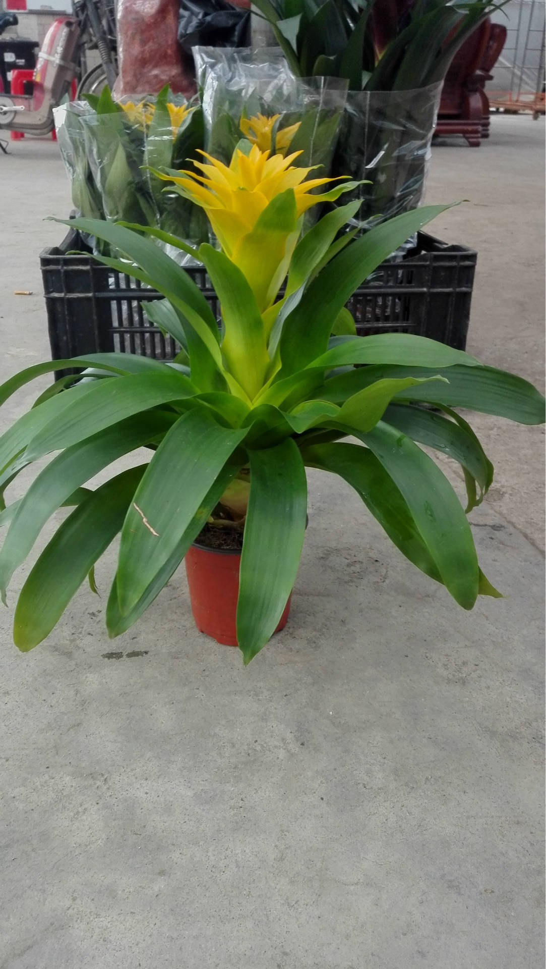 代安娜 观赏凤梨 凤梨批发 室内盆栽 盆栽批发一件28盆6.