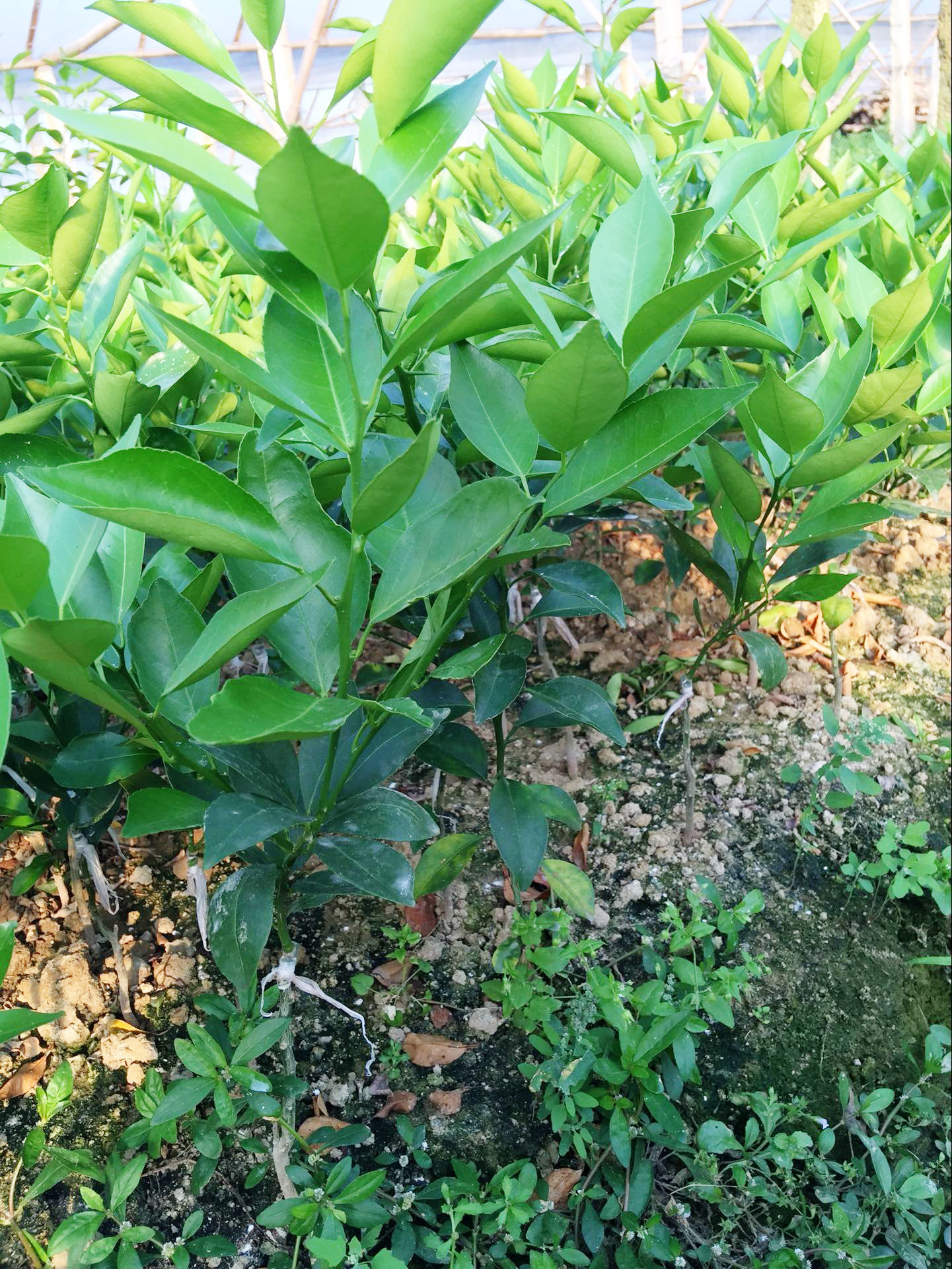 柠檬苗优质纯正果苗专业繁育无*虫害无公害大棚设施繁育