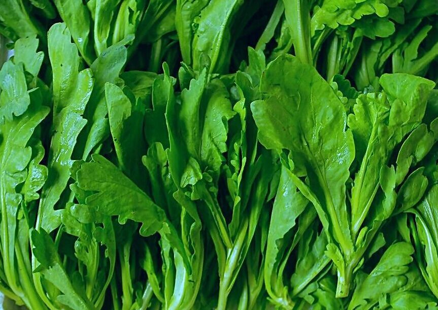 茼蒿菜,茼蒿,皇帝菜 时令蔬菜,时蔬,出口蔬菜,新鲜蔬菜批发 - 蔬菜批