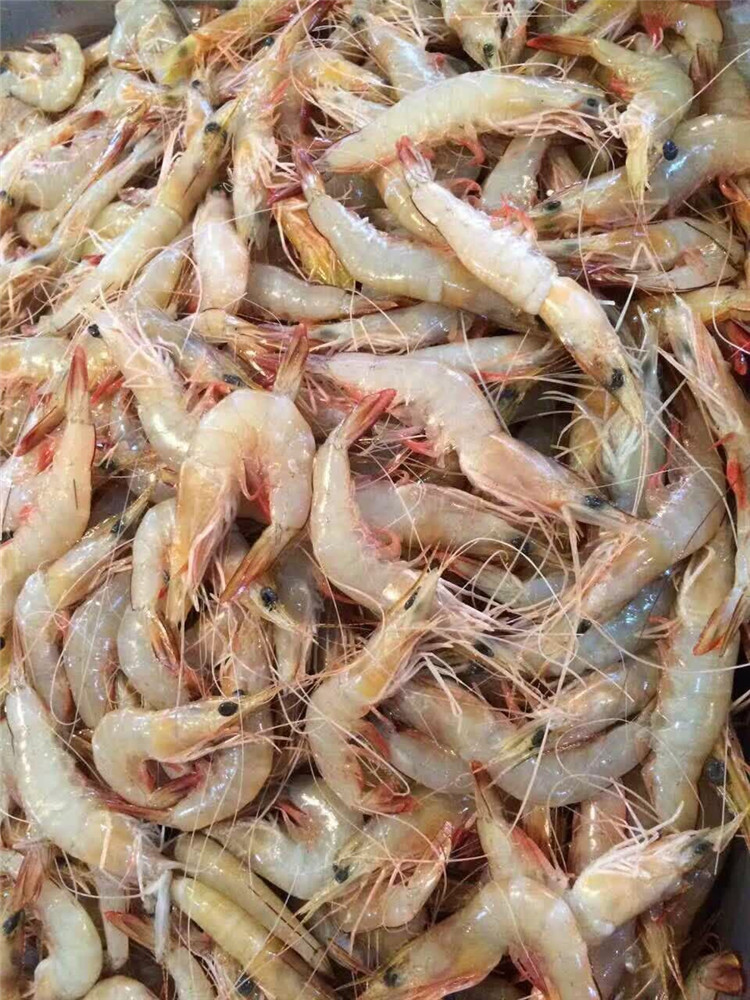 马达加斯加小白虾