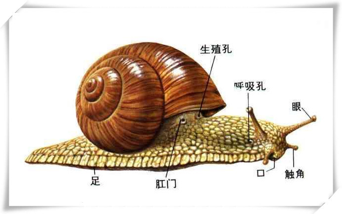 供应蜗牛提取物应用于保健等的