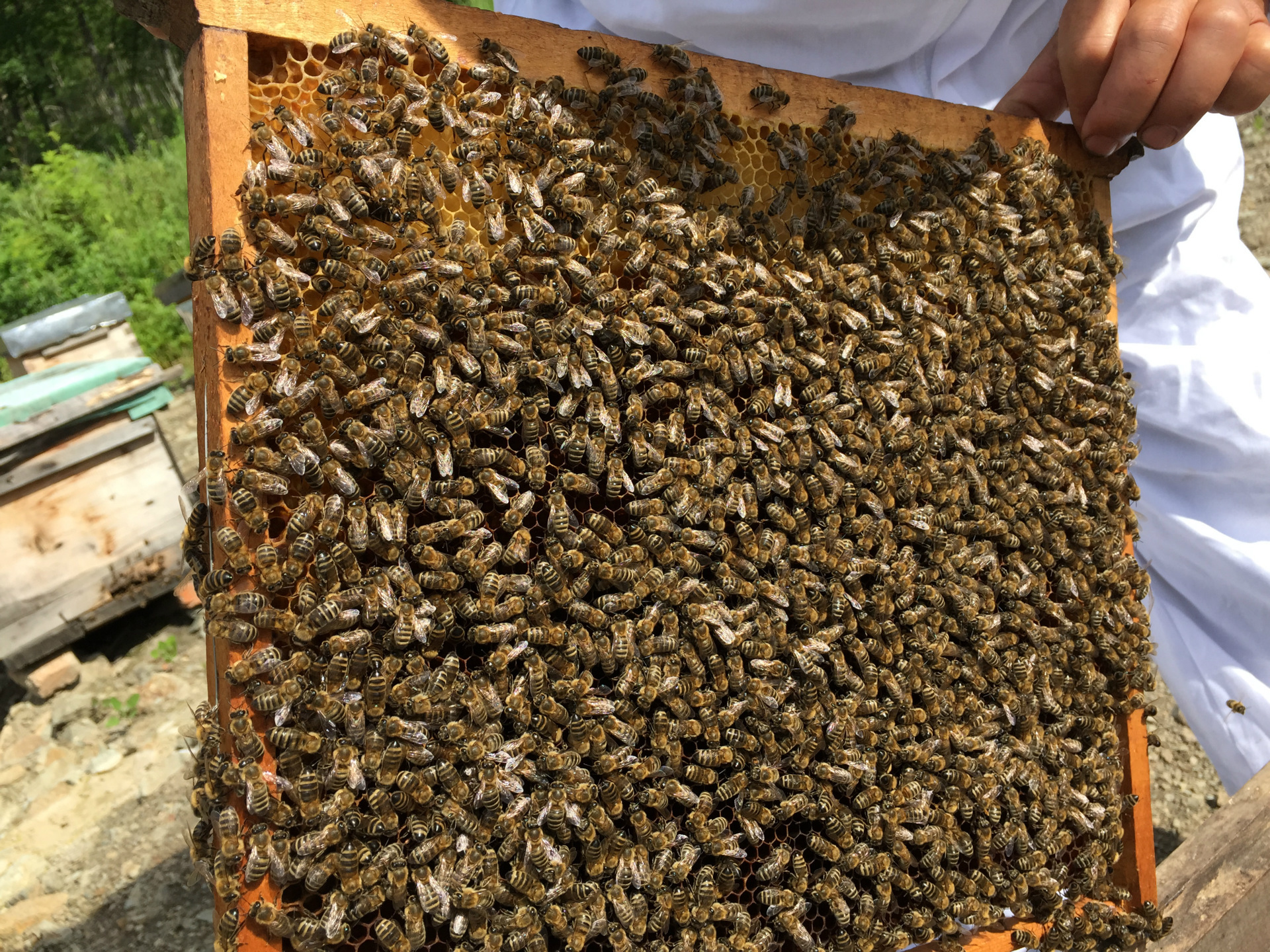 椴树雪蜜黑蜂土蜂蜜袋装批发包邮