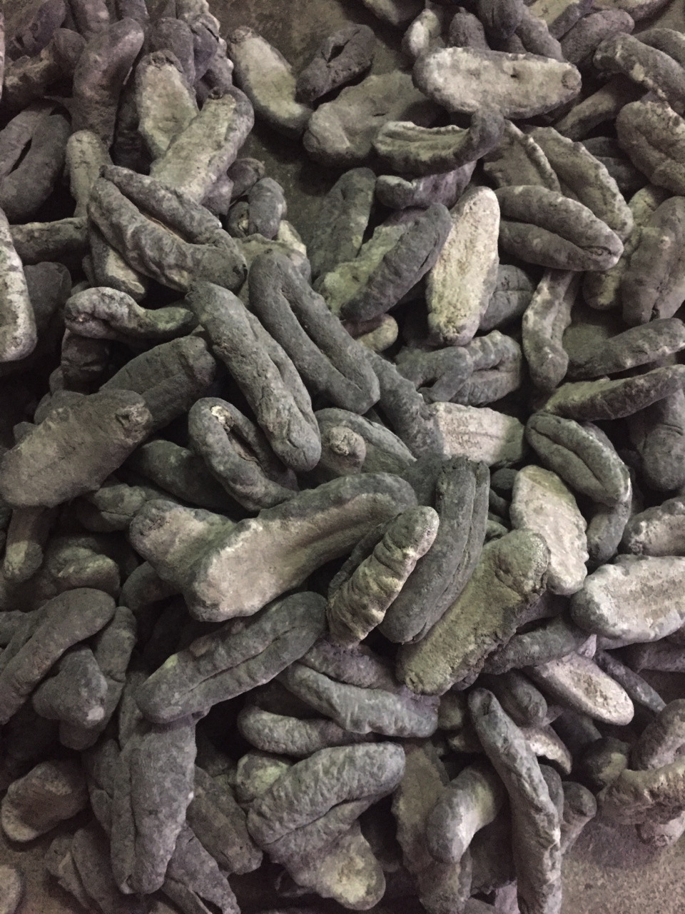 批发非洲黒猪婆参野生猪婆参海参批发 肉厚2-3头/斤专供酒店