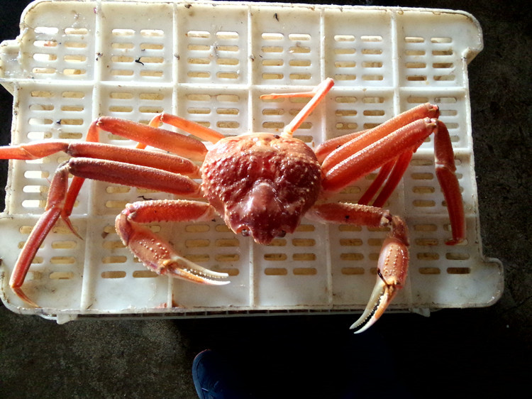 冰鲜朝鲜板蟹 冷冻板蟹 籽蟹 帝王蟹