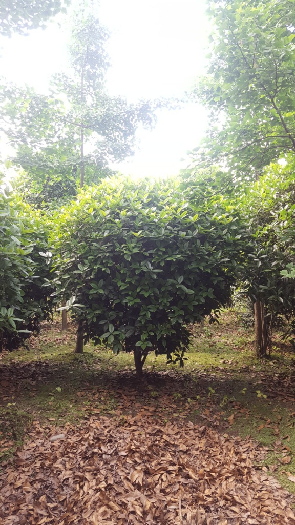 地笼桂花树八月桂笼子高度153米自产自销上千株