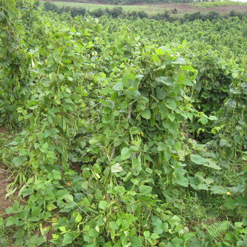 批发云南特产白芸豆 农户五斤包邮芸豆 一件代发 五斤包邮