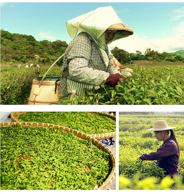 白芽奇兰茶 中火炭焙奇兰茶叶 平和碳焙白牙奇兰 新茶500克批发价