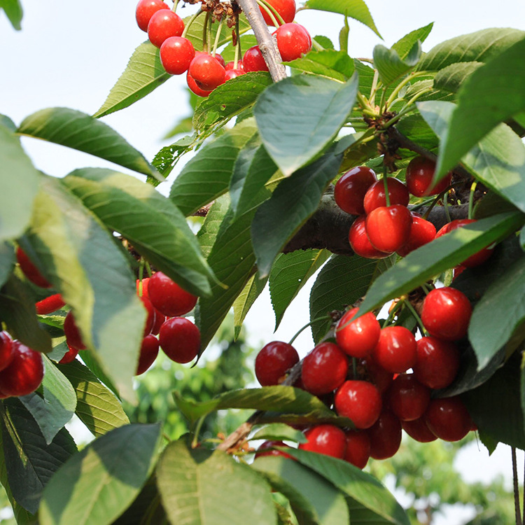 烟台大樱桃龙冠新鲜水果农家自产现摘鲜发纯正口感甜度高