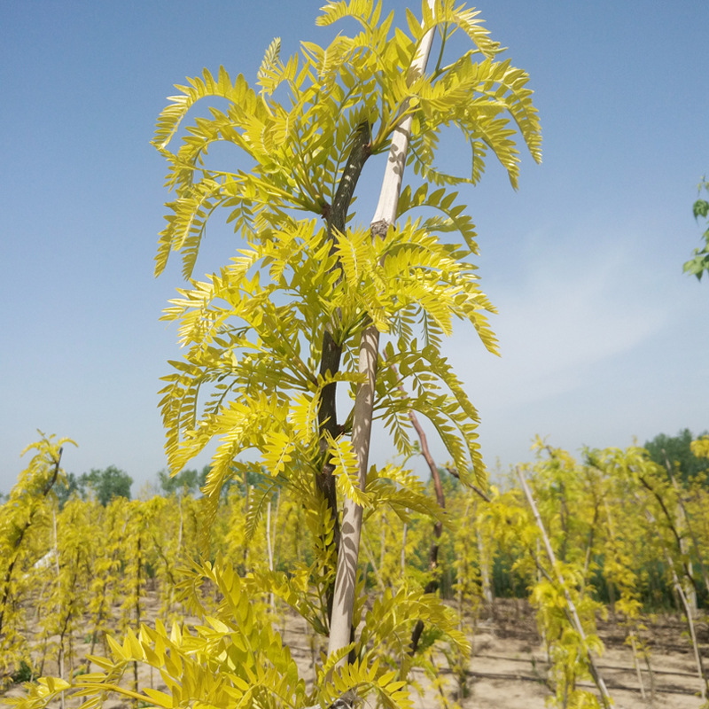 金叶皂角 美国无刺皂角 美国皂角 金叶皂荚 专业苗木种植批发 - 苗木