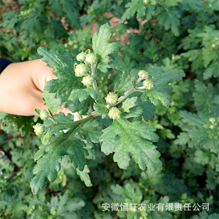 批发高产杭白菊花种苗中药材基地低价供应优质菊花苗