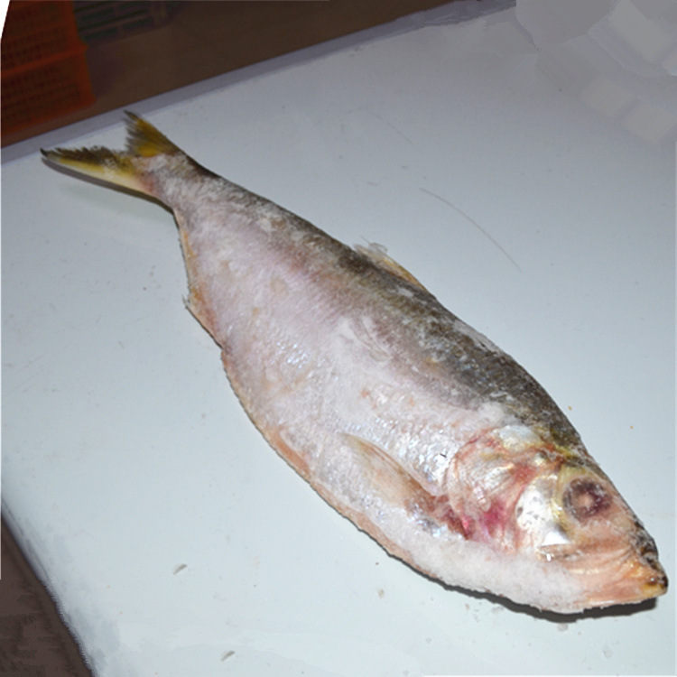 电话询价 源头直供船冻优质巴西力鱼/相鱼 鳓鱼白鳞鱼全规格批发