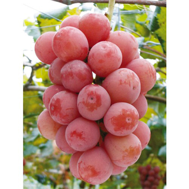 红宝石葡萄 提子 山东水果 源自天然 果农自种 批量销售 甜