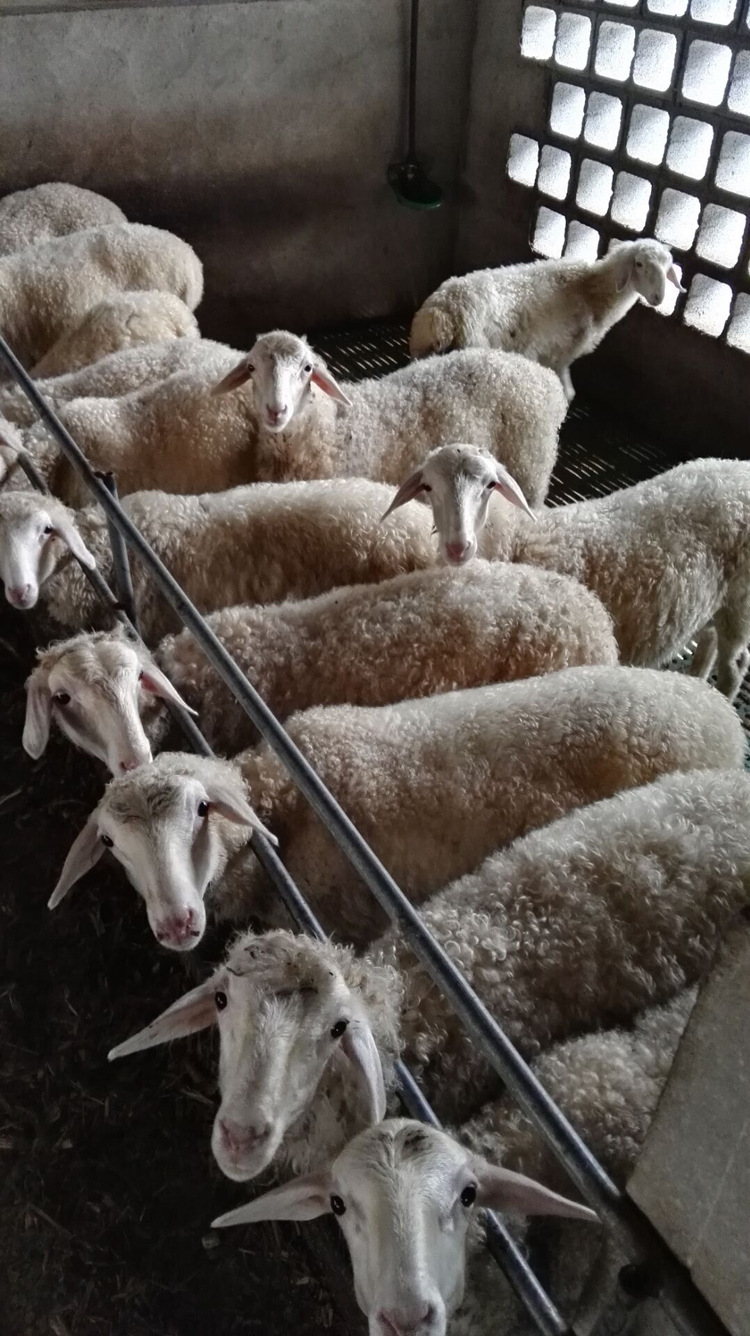 优质供应湖羊育肥公羔 品种优越湖羊育肥公羔 厂家专业饲养肥.