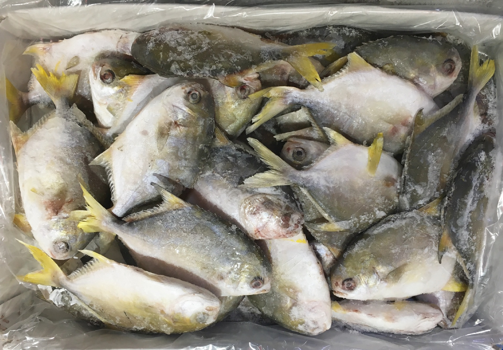 冷冻金鲳鱼 金昌鱼 3--4两 一条 一箱25条左右 150元包邮 江浙沪