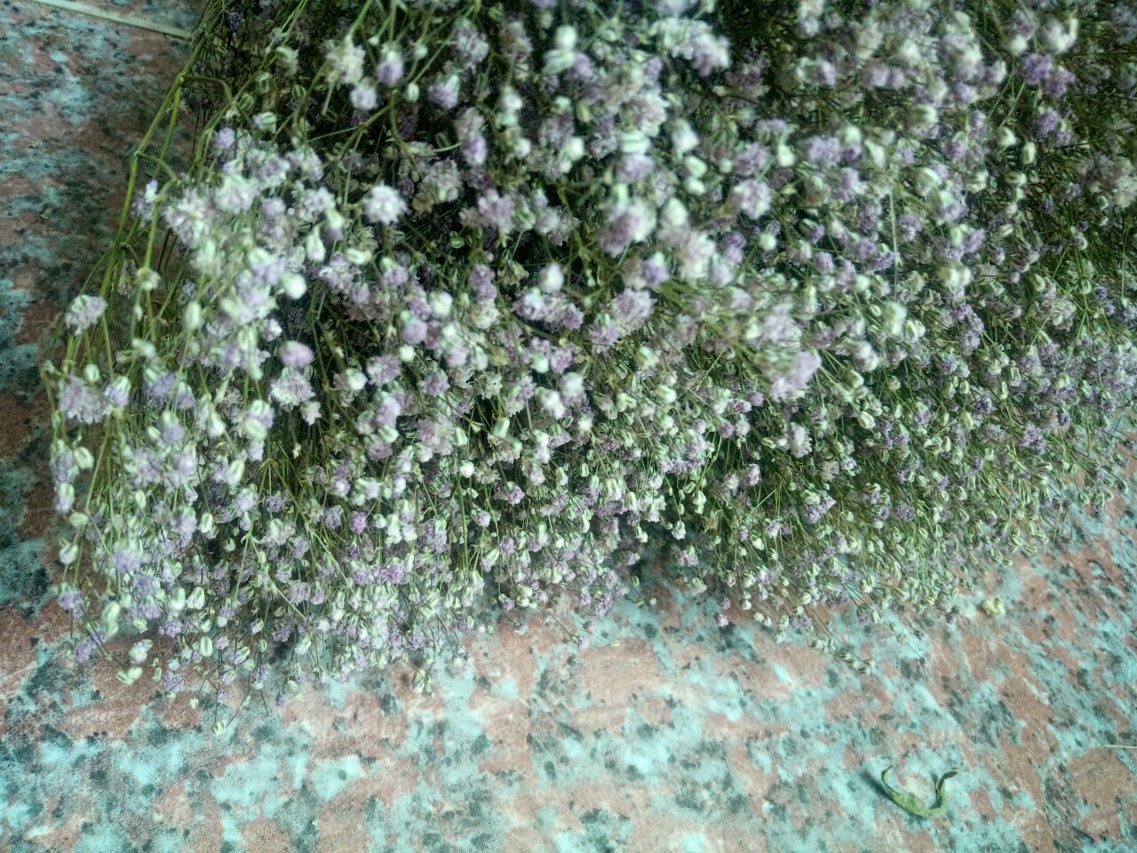 【粉色满天星】纯天然干花家居装饰diy花材厂家直销批发