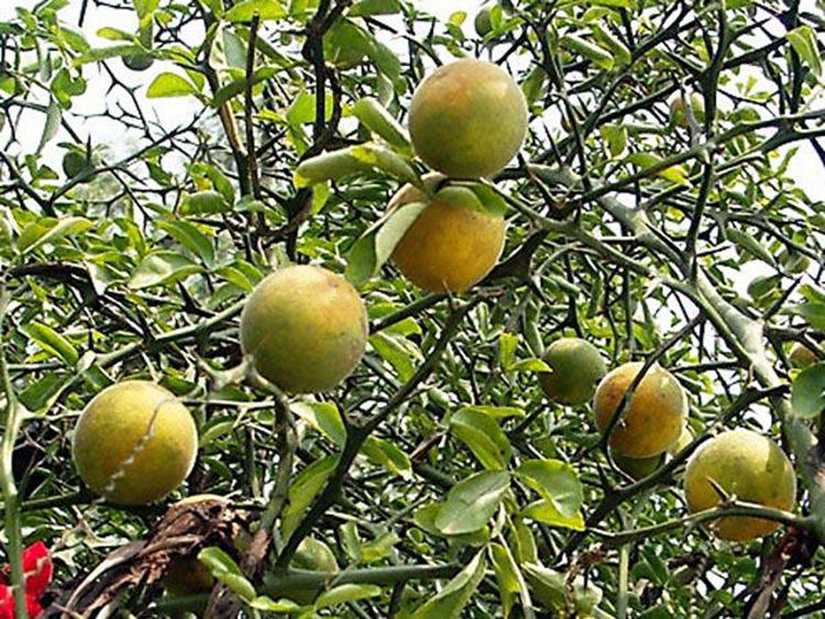 四川柑橘苗价格优质枸桔苗枳壳小苗树苗基地量大从优品质保证