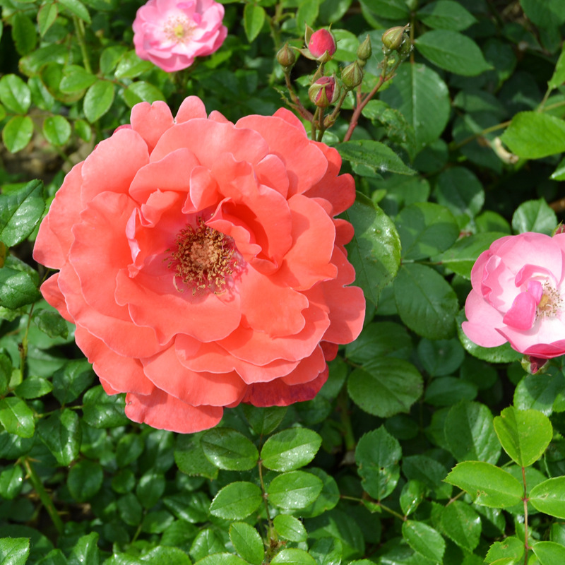 梅蒂兰园林基地 月季花盆栽植物 花木园艺场批发优质月季蔷薇植物