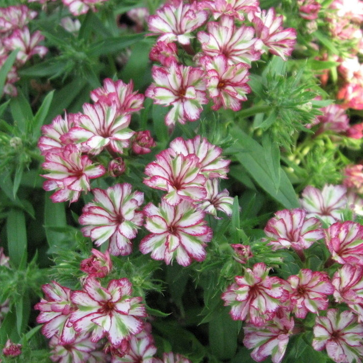 宿根花卉 丛生福禄考 花荵科福禄花 芝樱 多年生草本福乐花 花卉