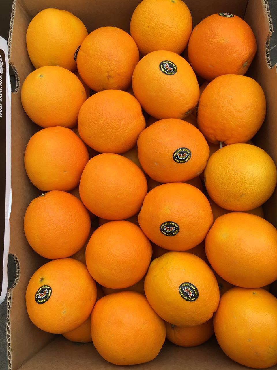 澳州脐橙进口新鲜橙子蝴蝶牌mfc高甜度橙进口水果整箱40斤代购